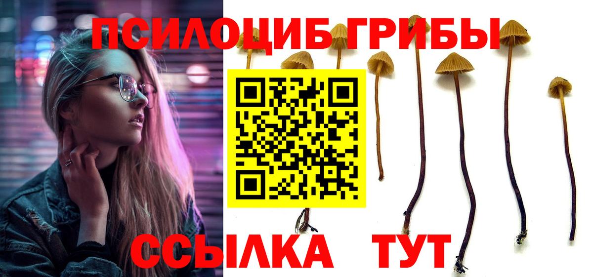 Новомосковск  Галлюциногенные грибы Psilocybe  Вход с VPN 